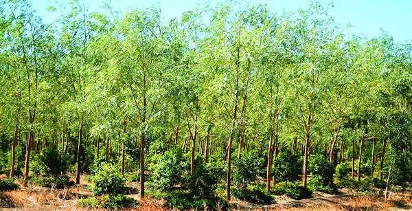 Buy sandalwood farmland India